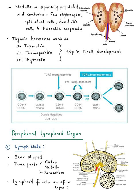Image result for Immune System Structure