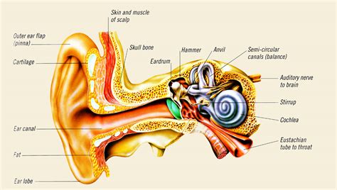 Image result for Structure of the Ear