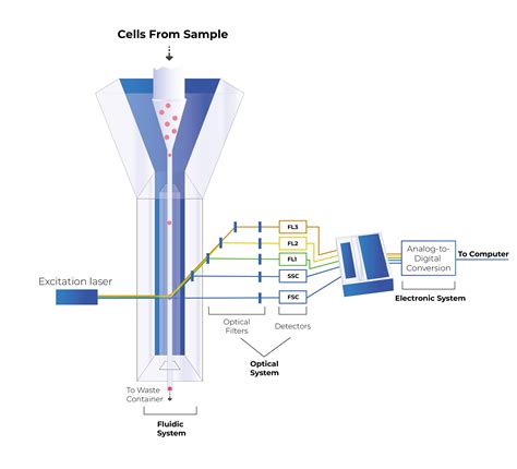 Image result for How Does Flow Cytometry Work