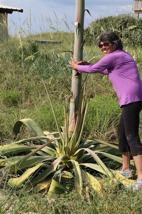 Image result for Century Plant Cactus