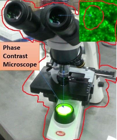 Image result for Phase Contrast Microscope Labeled Diagram