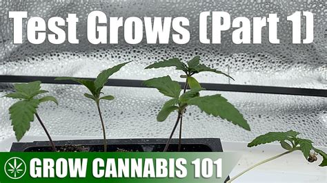 Image result for Growing a Autoflower
