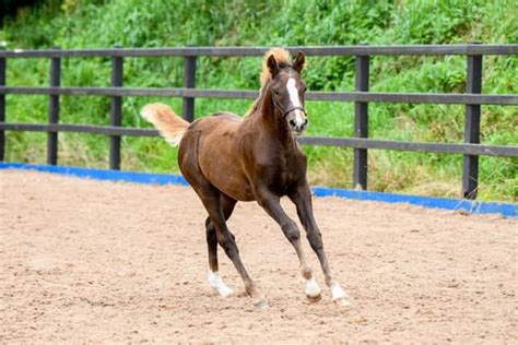 Toradh íomhá ar NIHB Regions