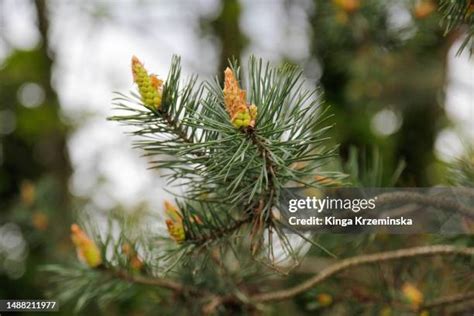 Image result for Trimming Spruce Trees