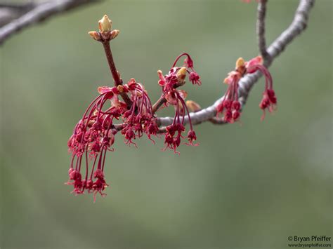 Image result for Red Maple Tree in Spring