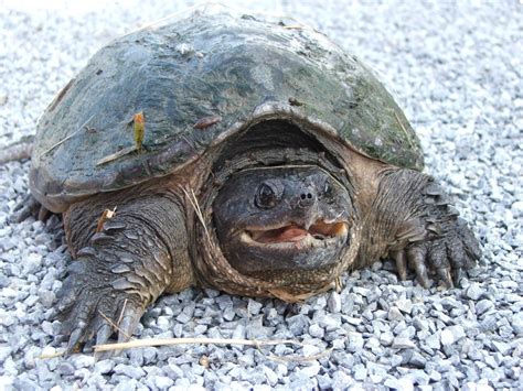 Image result for Snapping Turtles