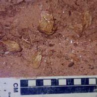 Afbeeldingsresultaten voor Sloth Dung