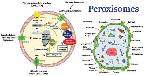 Afbeeldingsresultaten voor Cell Diagram Peroxisome