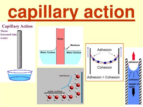Image result for Capillary Action Architectural Diagrams