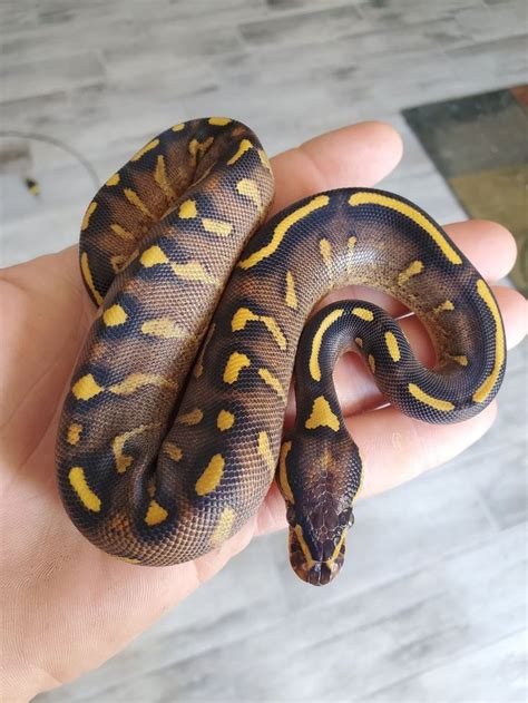 Image result for Cute Fancy Ball Python