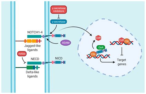 Image result for Notch 2 Signal Pathway