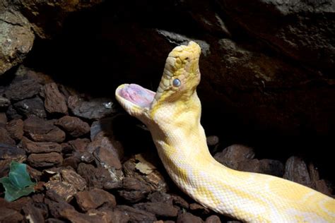 Piton Deutsch に対する画像結果