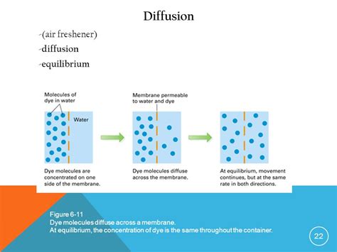 Afbeeldingsresultaten voor Diffusion Equilibrium