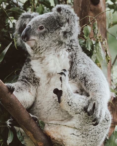 Koala Sitting in Tree No Background に対する画像結果