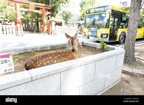 Image result for Nara Japan Deer Map