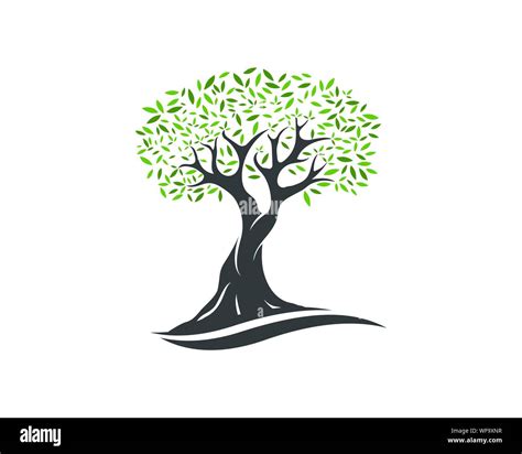 Olive Tree Vector に対する画像結果
