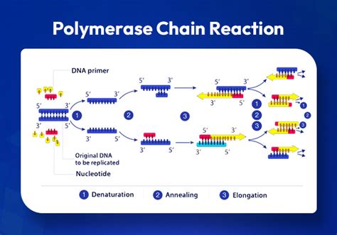 Image result for Types of PCR