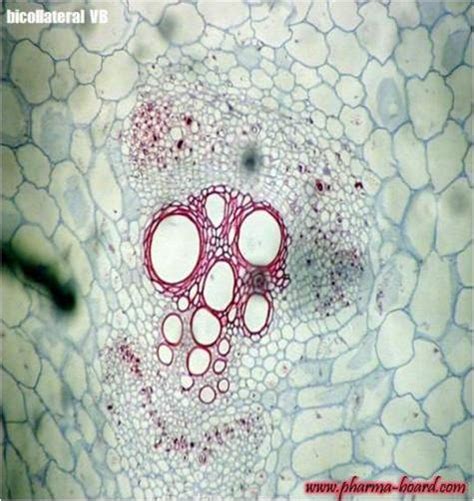Toradh íomhá ar Labeled Root Tissue