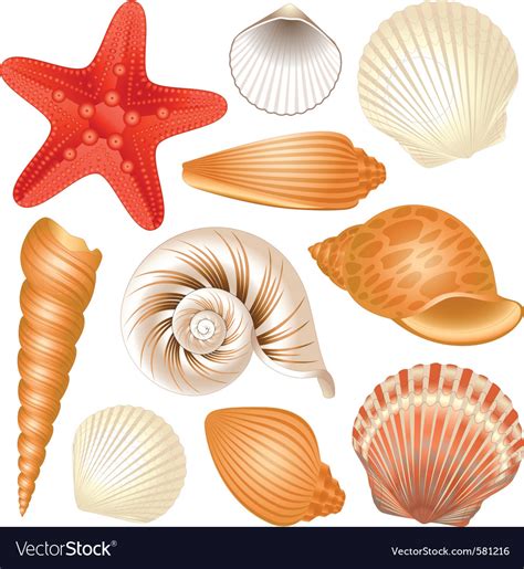 Image result for Shells Vector
