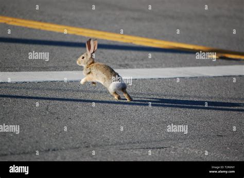 Image result for Cottontail Rabbit Hopping
