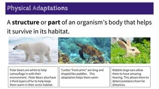 Image result for What Is Physical Adaptations for a Animal