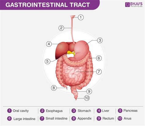 Image result for What Is a GI Tract