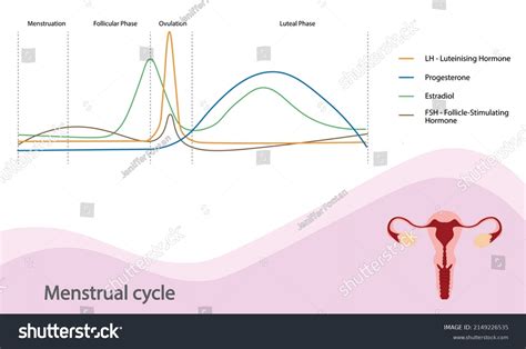 Image result for Follicular Phase Diagram