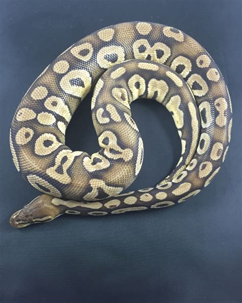 Ball Python Constrictor に対する画像結果