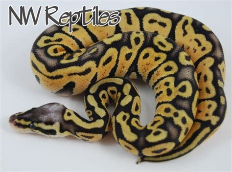 Image result for Super Pastel Lesser Ball Python