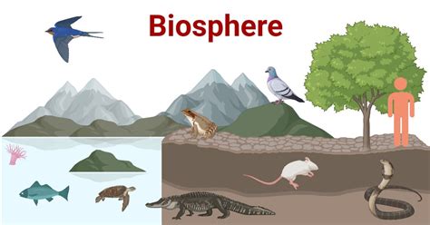 Image result for Human Body Biosphere