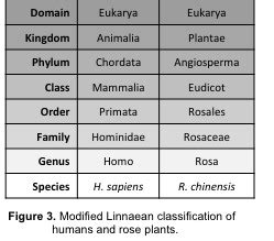 Afbeeldingsresultaten voor Classification for Humans