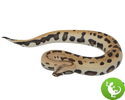 Afbeeldingsresultaten voor Blood Python Color