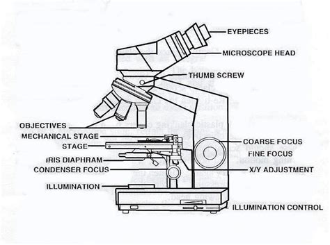 Image result for Compound Light Microscope Sketch Drawing