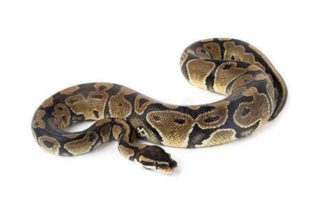 Image result for Snake Background Ball Python