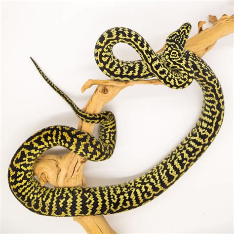 Image result for Jungle Carpet Python Range