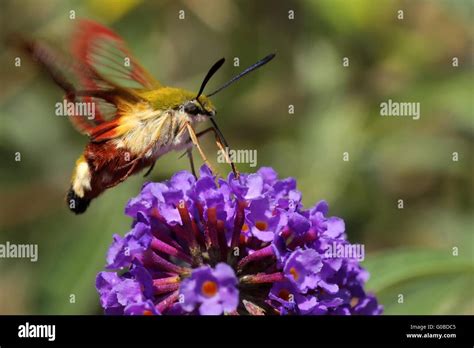 Image result for Large Hawk Moth