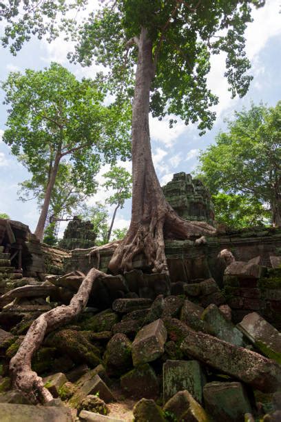Bildergebnis für Tree Root Architecture