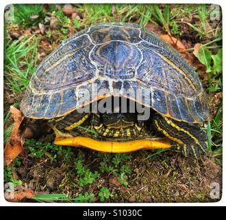 Image result for Turtle Half Way Out of Shell