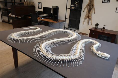 Image result for Python Skeloton