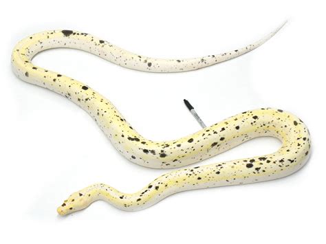 Toradh íomhá ar Reticulated Python Morphs Chart