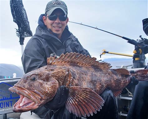 Image result for Lingcod Nest Guarding