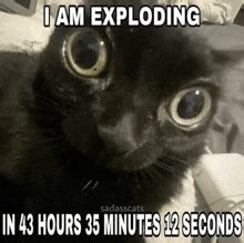 Image result for Cat Explode Tenor
