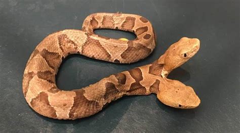 Image result for Two-Headed Baby Snake