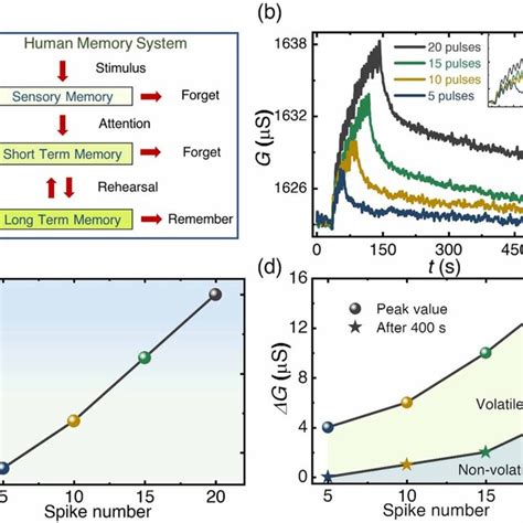 Image result for Multi-Store Model of Memory Visual Diagram