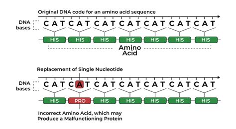 Toradh íomhá ar Codon Exon