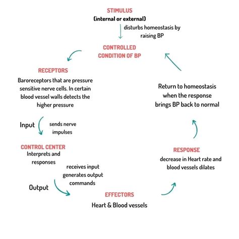 Negative Feedback Loop Homeostasis Practice Feedback Loops Of The