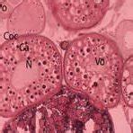 Image result for Fish Oocyte