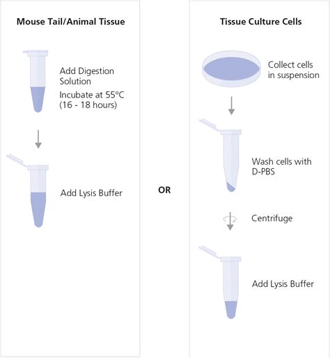 DNA Extraction Method GIF に対する画像結果