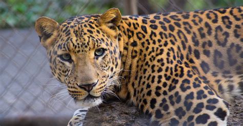 Contoh Descriptive Text About Fish に対する画像結果