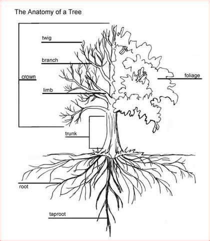 Image result for Cherry Tree Root System